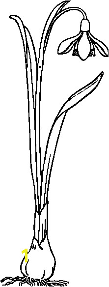snowdrop drawing Google Search 8 Martie Coloring Pages Colouring Spring Flowers