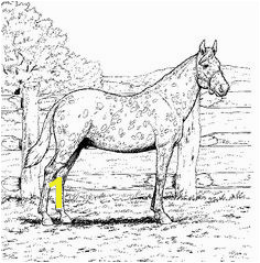 Appaloosa Horse with Leopard Spotted Coat coloring page from Horses category Select from printable crafts of cartoons nature animals