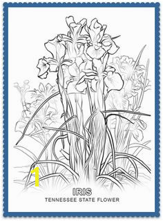 Tennessee State Flower Iris by Flower Coloring PagesAdult