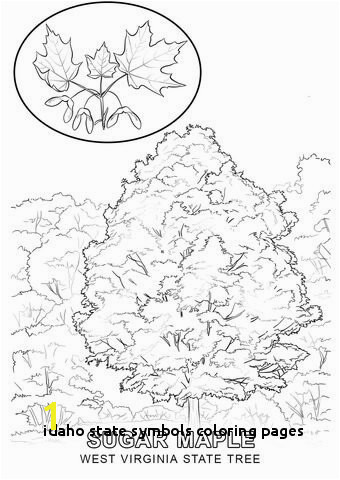 West Virginia State Tree coloring page from West Virginia category