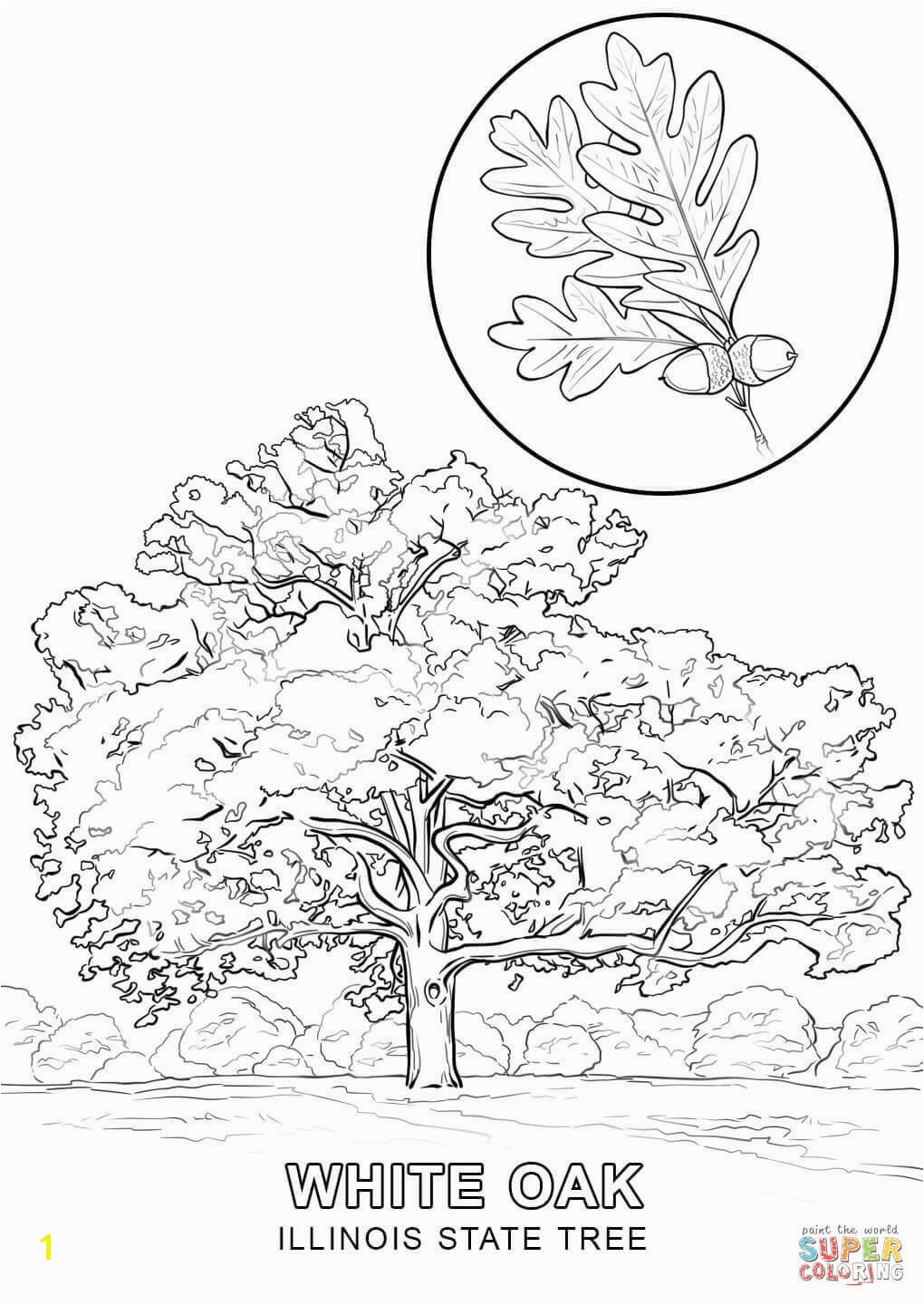 Tennessee State Tree Coloring Page Tennessee State Coloring Pages Inspirational Map Coloring Sheets