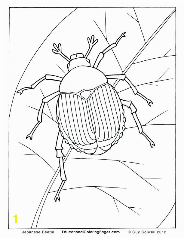 beetle coloring page coloring pictures of insects insect coloringColoring Pages Insects 16