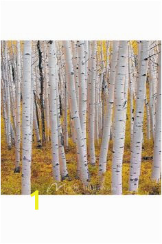 Aspen trees provide a maze of trees in this grove in higher elevations of Colorado Wall