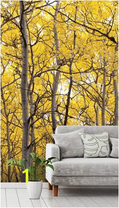 Autumn Scenic Colorful Yellow Aspen Trees Tree Wallpaper MuralTree