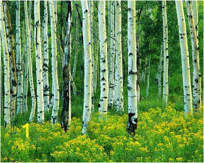 Aspen Tree Wall Mural aspen Murals aspen and Goldenrod Mural Charles Gurche