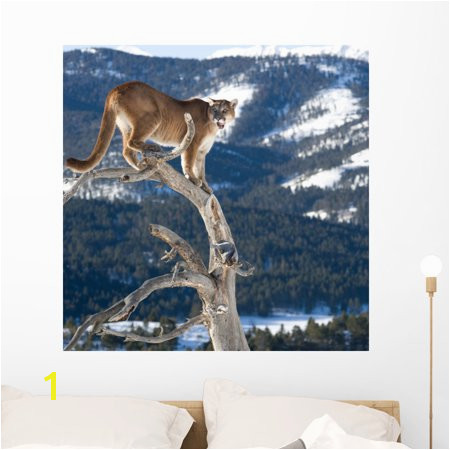 Mountain Lion Od Dead Wall Mural by Wallmonkeys Peel and Stick Graphic 36 in W x 36 in H WM Walmart