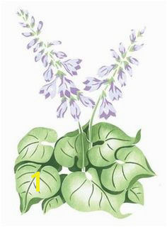 Hosta Flower Wall Stencil