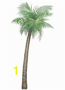 Palm Tree Mural Decal H3 Palm Tree Wall Decal Sticker 42 In X 90 In H3