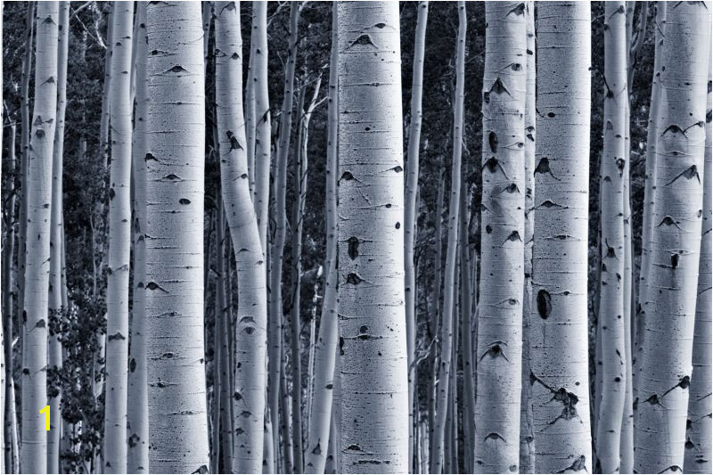 Silver Birch Forest Wallpaper Wall Mural