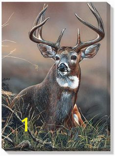 Deer s Deer Deer Pics Predator Hunting Deer Hunting Buck