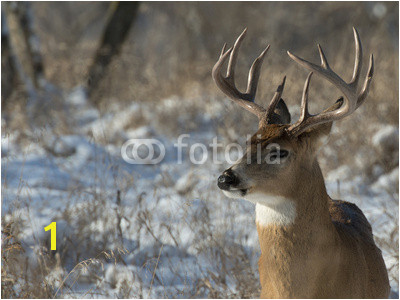 Wall mural Big Deer