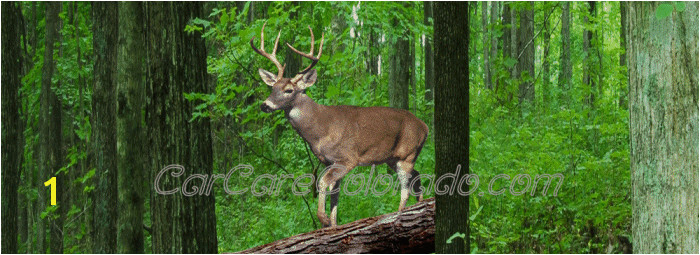 Buck deer in the woods scene Rear Window Graphic