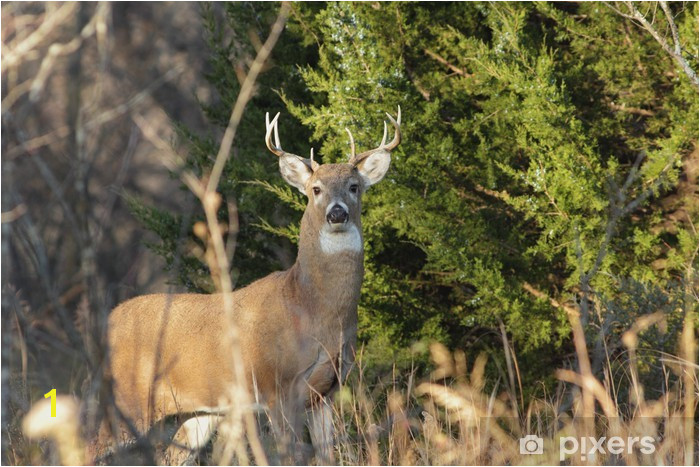 Whitetail Deer Murals White Tailed Deer Wall Mural • Pixers • We Live to Change