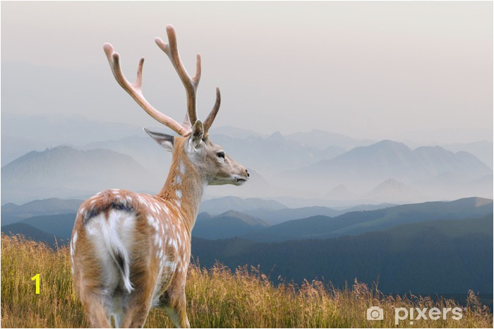 Whitetail Deer Vinyl Wall Mural Themes