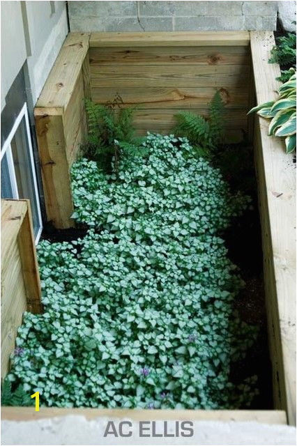 Plant ivy or another clinging plant on the wall of an egress window well ce it has all grown over you ll have some greenery to look out on