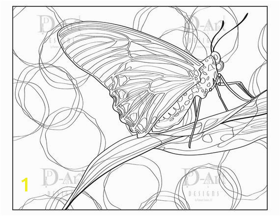 Adult Coloring Page butterfly butterfly Coloring Page butterfly Digi Adult Coloring Page Nature Insect Instant Download Leaf Moth butterfly Drawing
