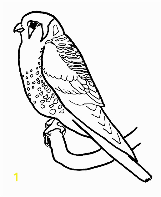 american kestrel coloring pages 3