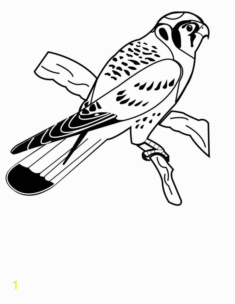 american kestrel coloring pages 1