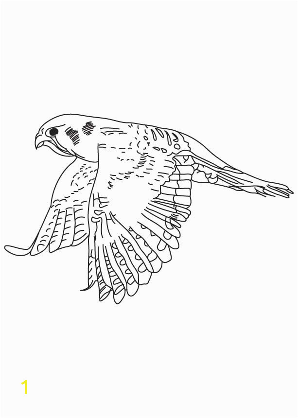 American Kestrel Coloring Page American Kestrel American Kestrel Coloring Pages 4