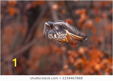 american kestrel falco sparverius sat 260nw