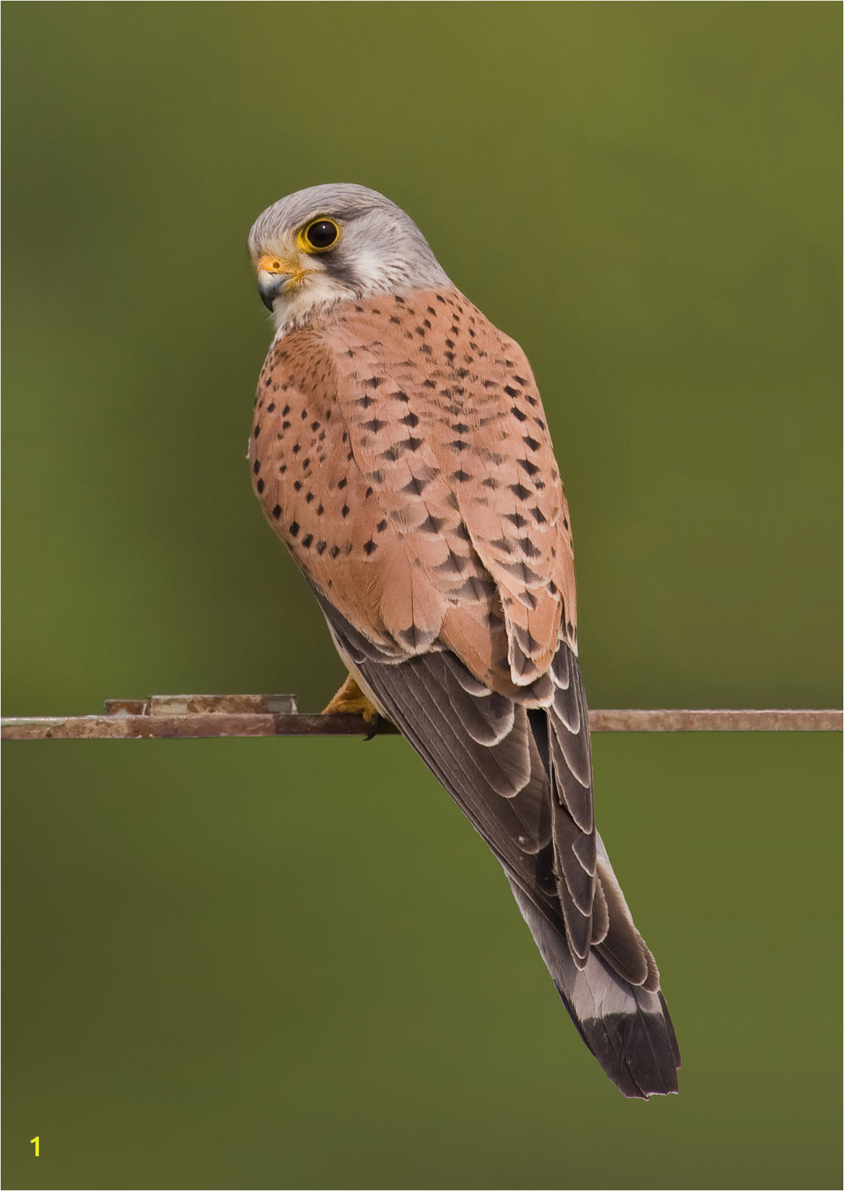 mon kestrel falco tinnunculus