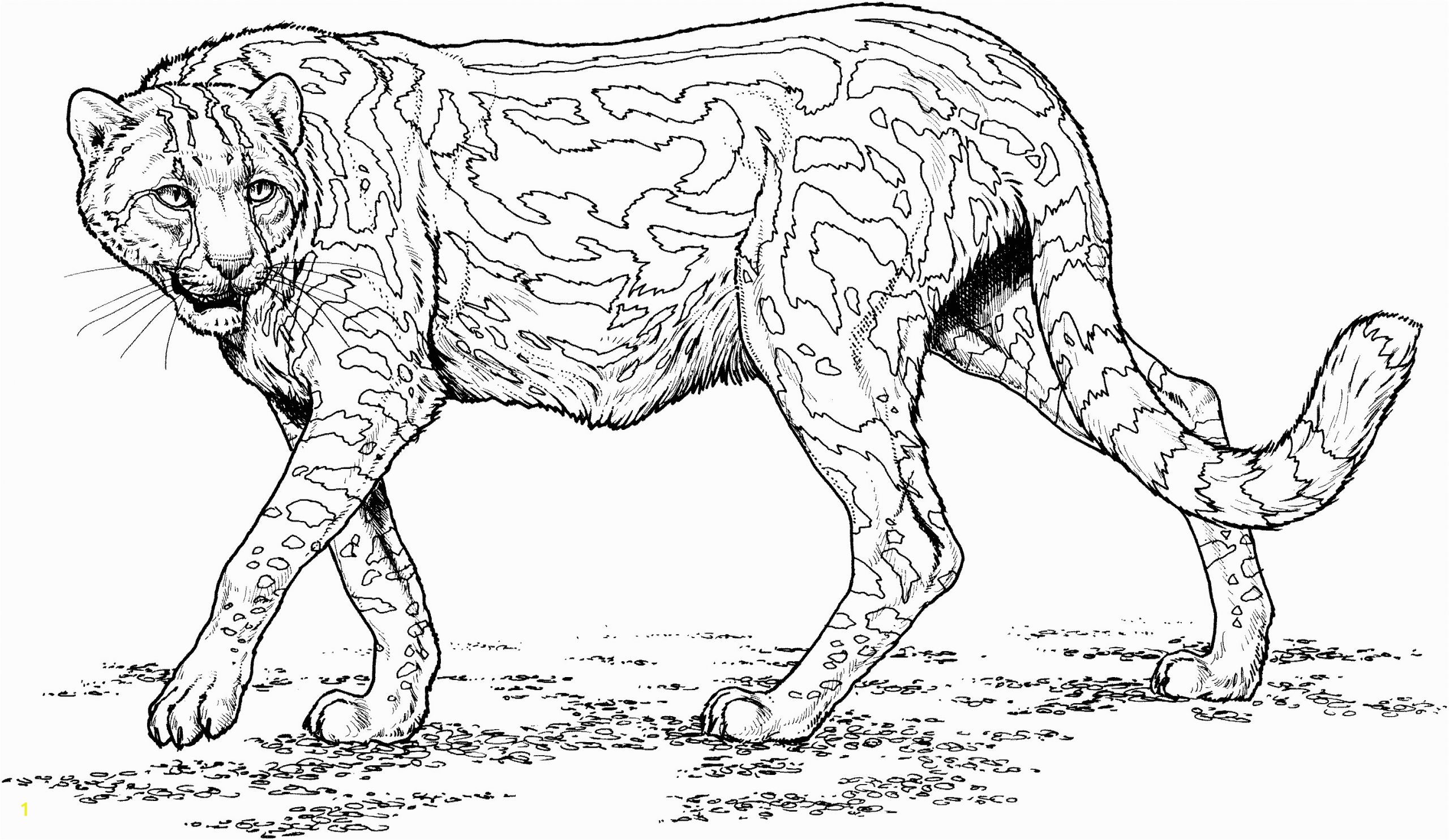 cheetah coloring sheet unique images baby cheetah coloring pages of cheetah coloring sheet