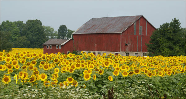 Whyarebarnsred istock 600x319