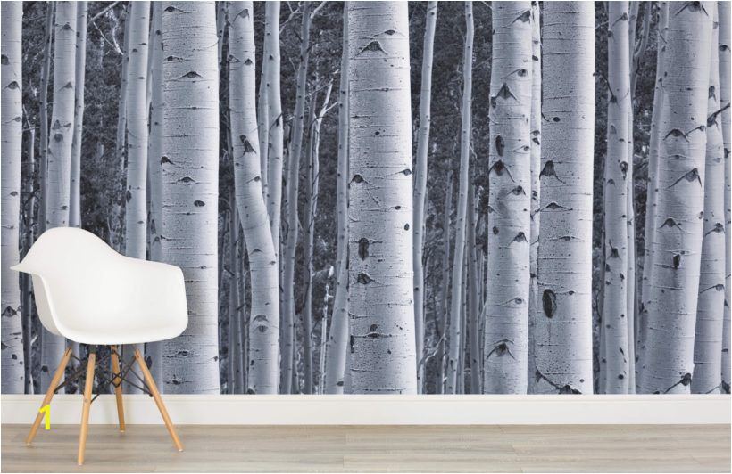 Birch Tree forest Wall Mural Silver Birch Wallpaper Birch Tree forest