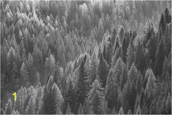 Black and White forest Wall Mural Trees From Above Blackwhite Wall Mural
