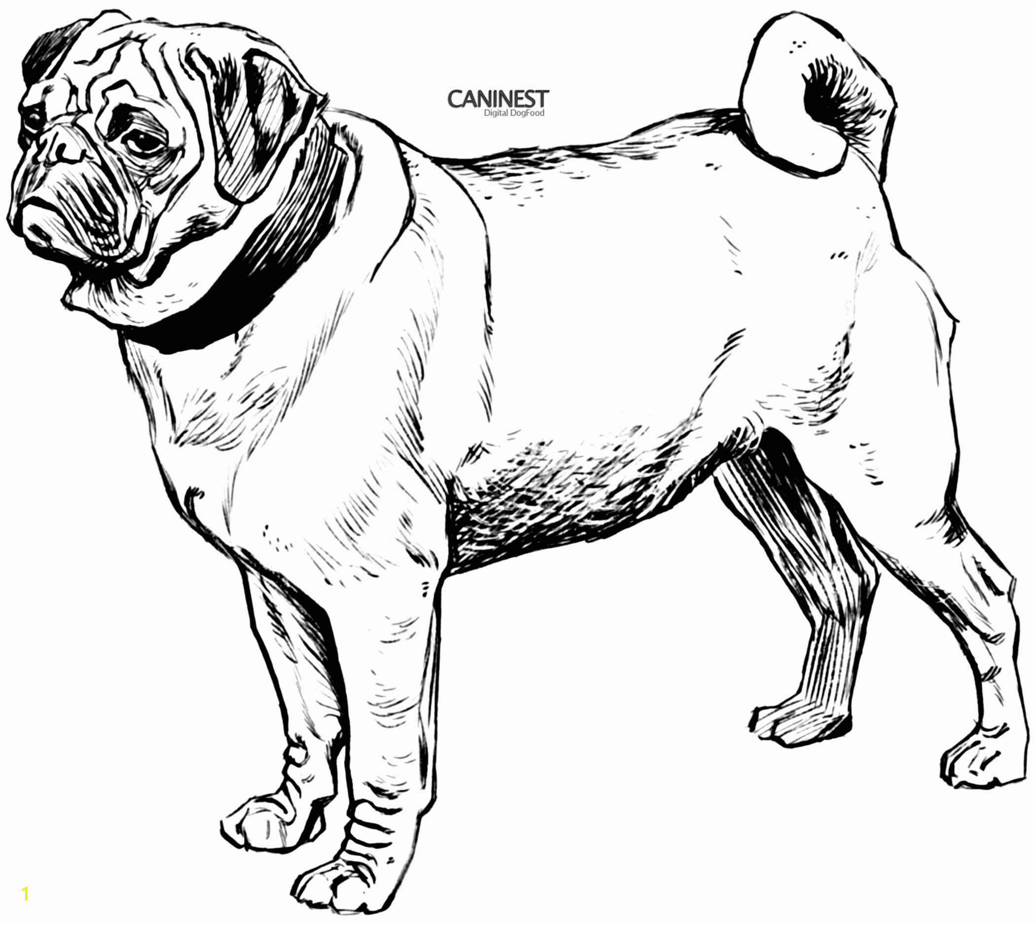 Boxer Dog Coloring Pages Dog Free Clipart 277