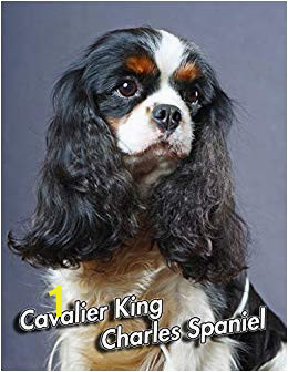 Cavalier King Charles Spaniel Coloring Page Cavalier King Charles Spaniel 2020 Weekly Calendar
