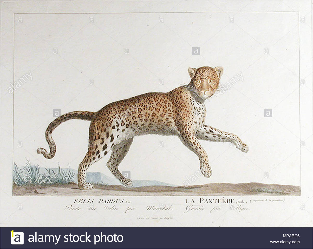 english felis pardus la parthre mle plate by simon charles miger after nicolas marchal 1753 1803 from la mnagerie du musum national dhistoire baturelle by bernard germain tienne de lacpde georges cuvier tienne geoffroy saint hilaire 1804 etina kresba levharta neboli panthera od simona charlese migera z let 1800 nebo 1801 z dla la mnagerie du musum national dhistoire baturelle between circa 1800 and circa 1801 simon charles miger 1736 1828 892 miger felis pardus MPARC6