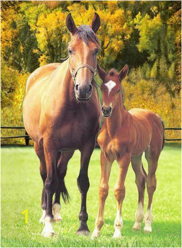 horse bed blanket