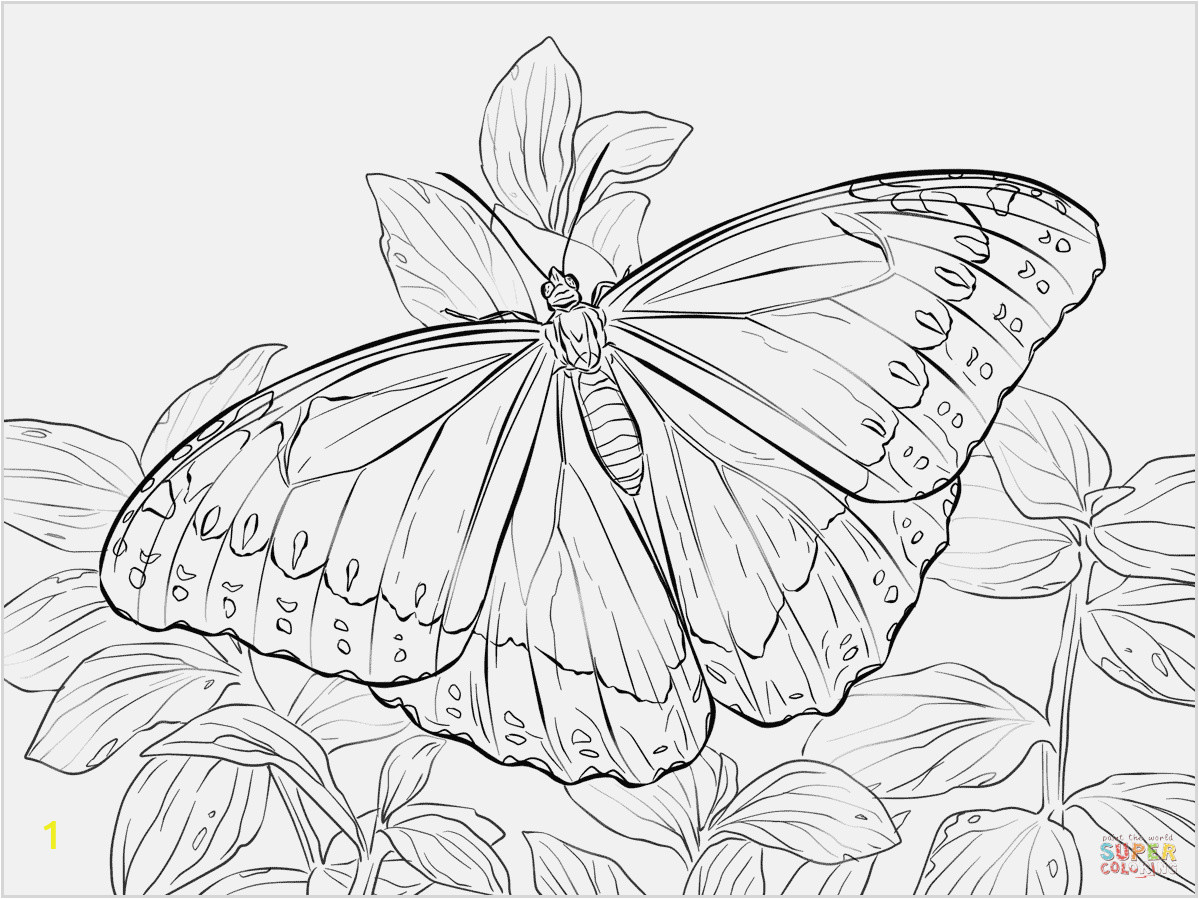 butterfly coloring pages free to print