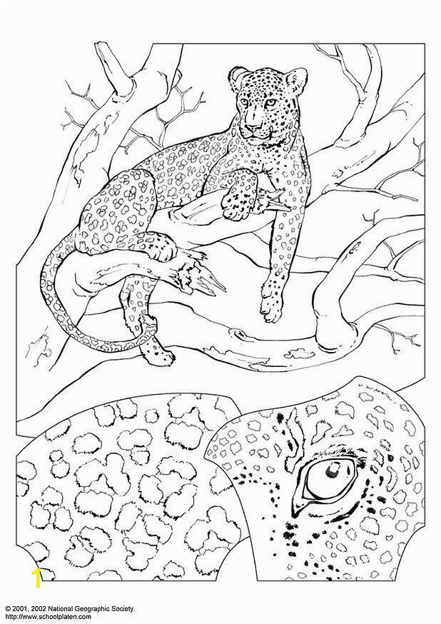 coloring page leopard dl3069