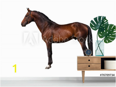 Exterior Wall Murals Cheap Uk Wall Murals Exterior Beautiful Bay Horse isolated On White
