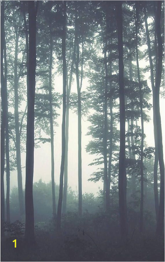 Foggy forest Wall Mural Dreamy Foggy forest Scene Mural Misty forests Mural forest