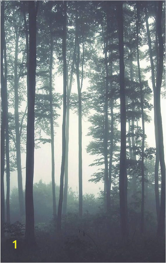 Forest Scene Wall Mural Dreamy Foggy forest Scene Mural Misty forests Mural forest