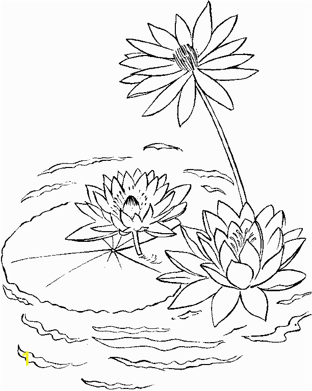 Free Coloring Pages Of Tulips Water Lily On A Lake