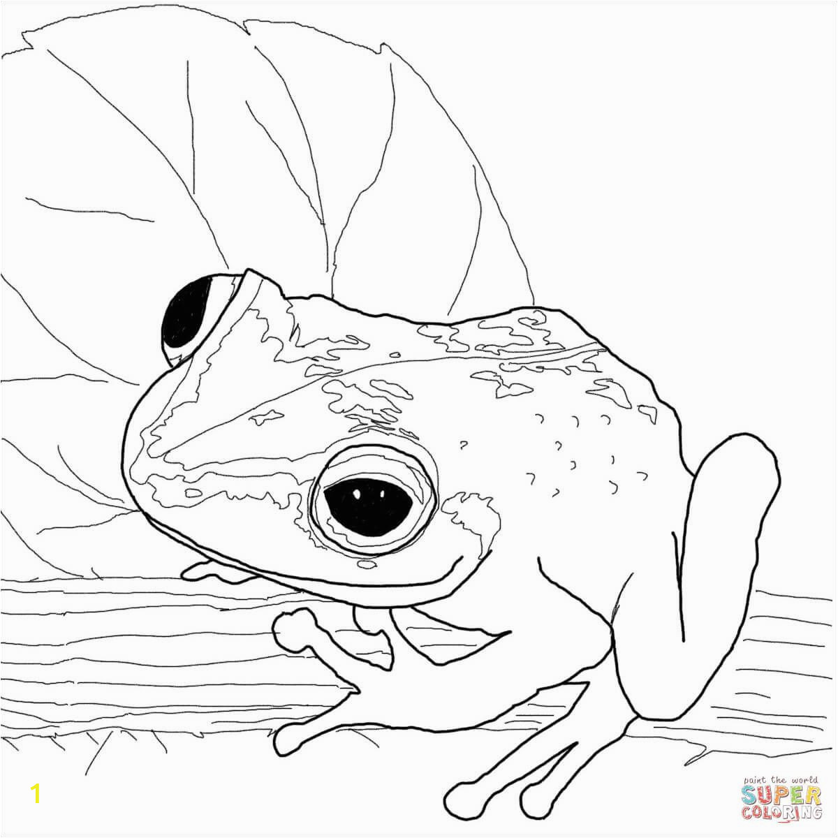 Free Frog Coloring Pages Coqui Frog Super Coloring