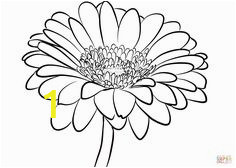 gerber daisy coloring pages 40