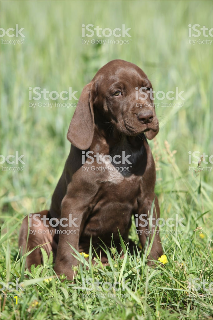 beautiful puppy od german shorthaired pointer picture id