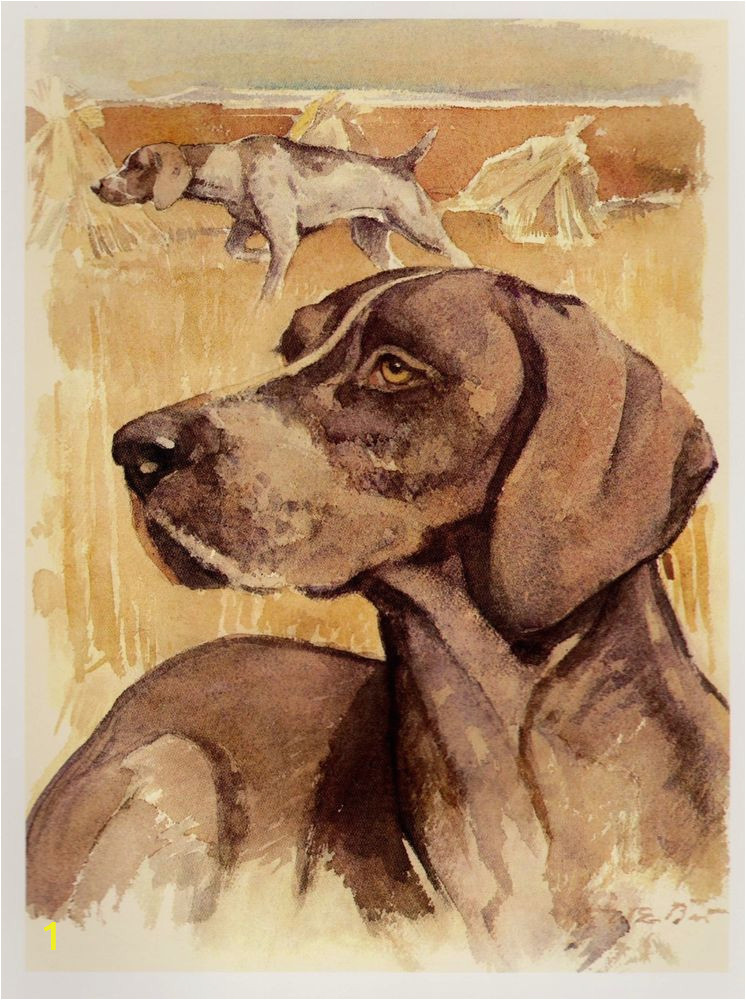 German Shorthaired Pointer Coloring Page