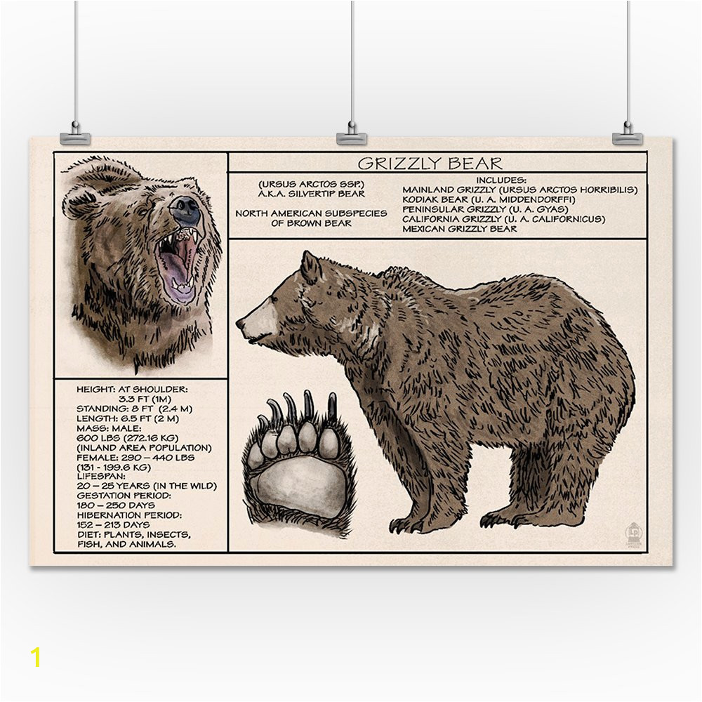 Grizzly Bear Wall Murals Amazon Grizzly Bear Technical 24×36 Fine Art Giclee