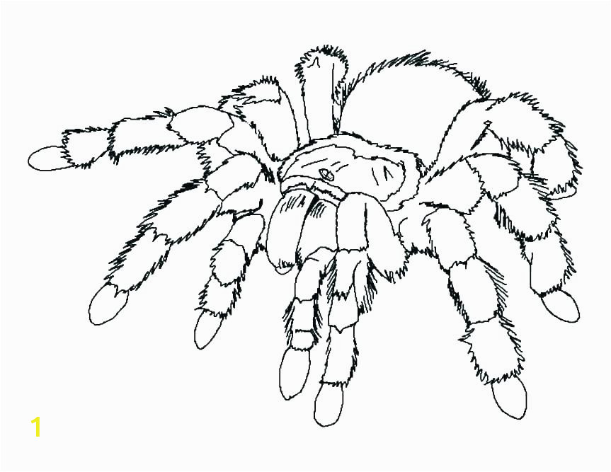 image thanksgiving spider coloring pages drawings easy free happy images printable halloween