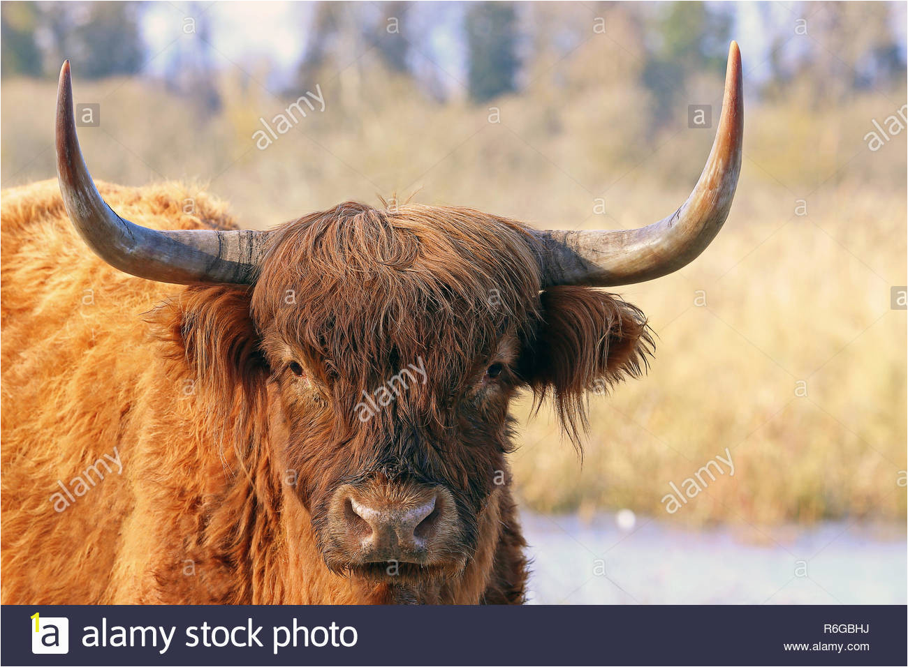 close up scottish highland cattle in winter R6GBHJ