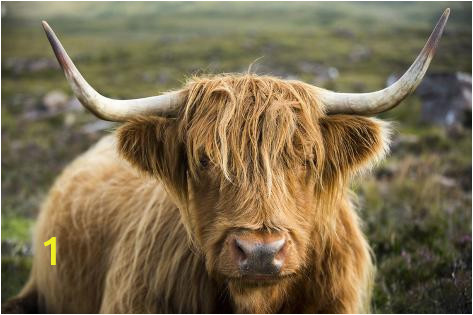 Highland Cow Wall Mural Graphic Print A Highland Cow On the Applecross