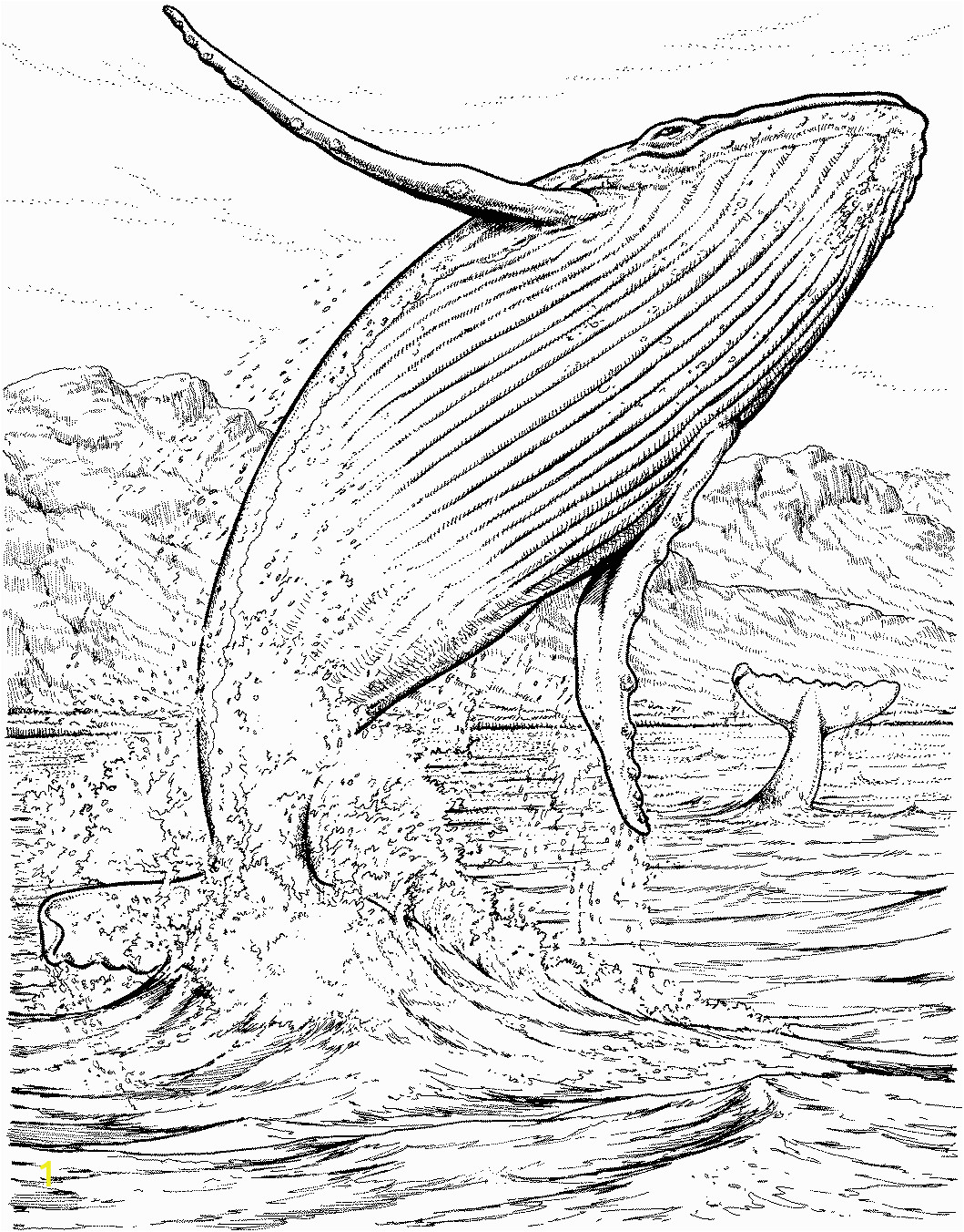 Humpback Whale Coloring Page | divyajanan