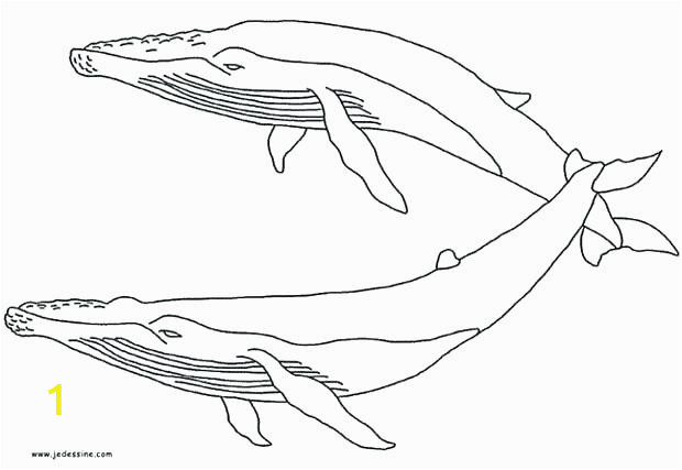 blue whale coloring page pages printable pictures of whales to color couple