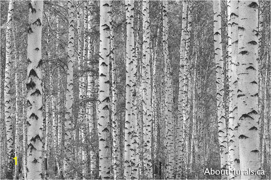 Komar Birch forest Wall Mural Birch Tree forest Black and White Wall Mural